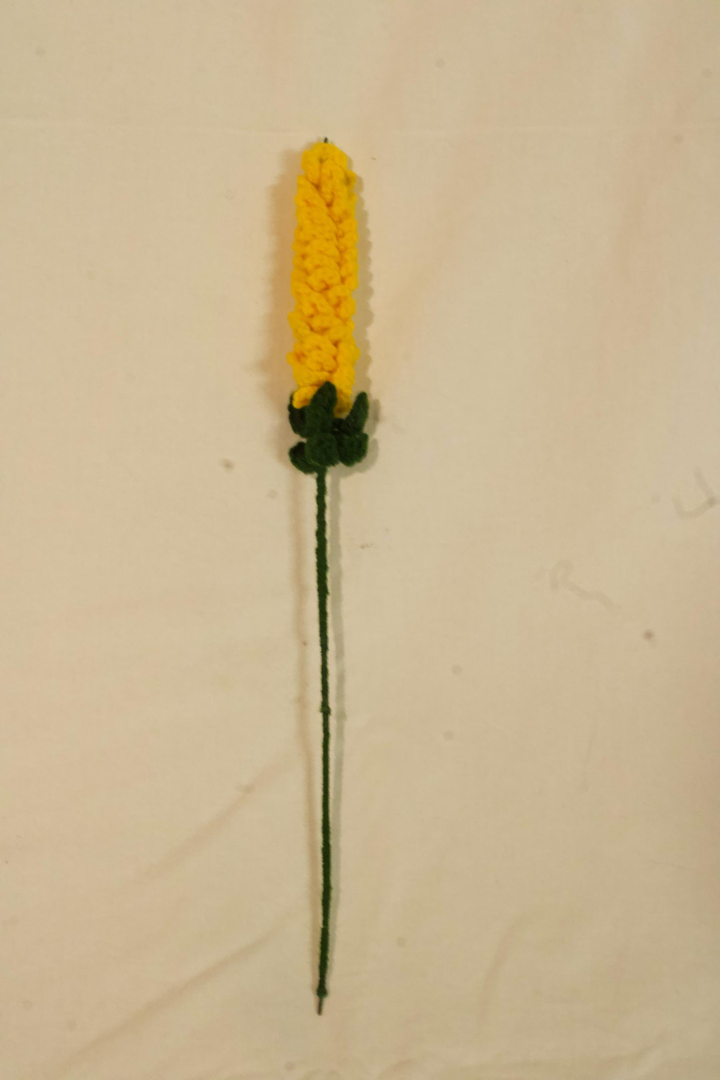 Yellow Lavender Flowers
